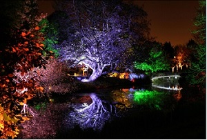 Enchanted Woodland