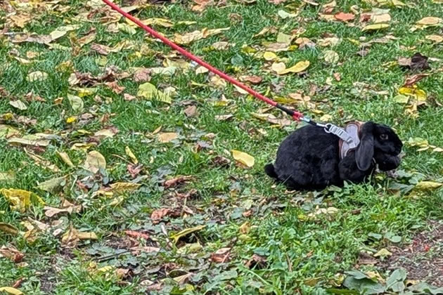Rabbit on a lead 