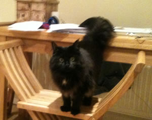 missing cat wookie chiswick