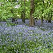 A field of purple flowers in a forest  Description automatically generated
