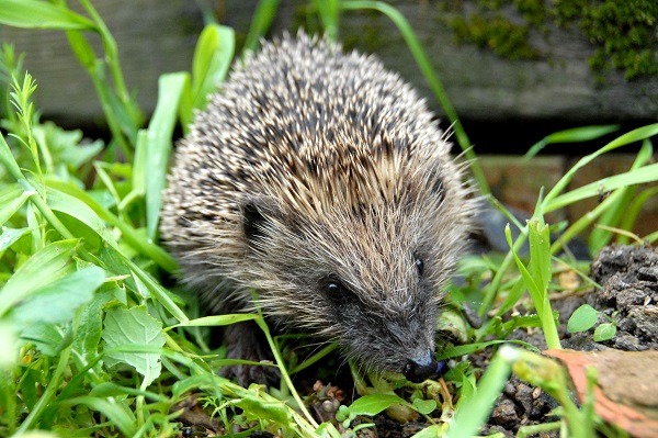 Hedgehogs