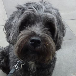 Chiswick Lifeboat Save Dog Trapped On River Wall 