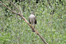 Mixed News on Biodiversity on Wimbledon & Putney Commons