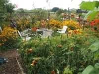 Allotments In Wimbledon 