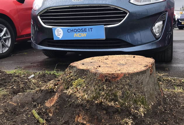 Axed tree at TrustFord in Wimbledon