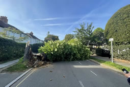 Traffic Chaos As Tree Crashes Down Into Merton Park Road 
