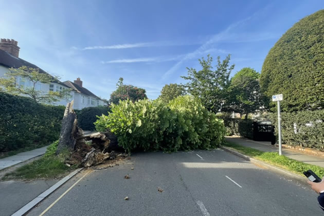 Merton Park tree down