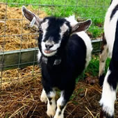 Pygmy goat mini milk