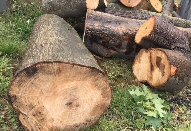 Felled trees at Plough Lane Wimbledon