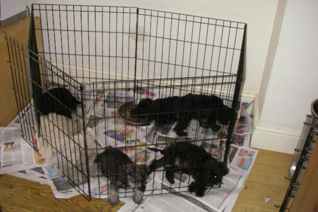 Animals found in Wimbledon during RSPCA raid.