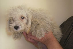 Woman Sold Illegally Farmed Puppies from Wimbledon Flat