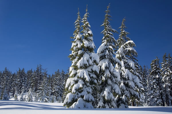 Fir trees in snow