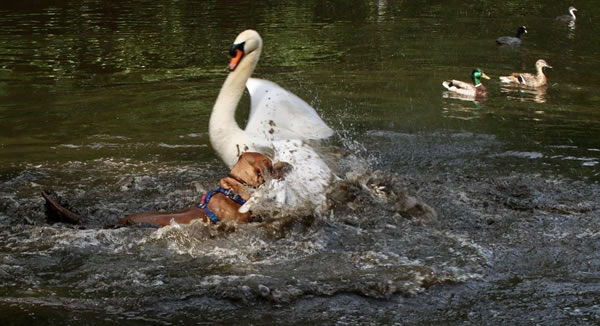 Swan attacked by dog