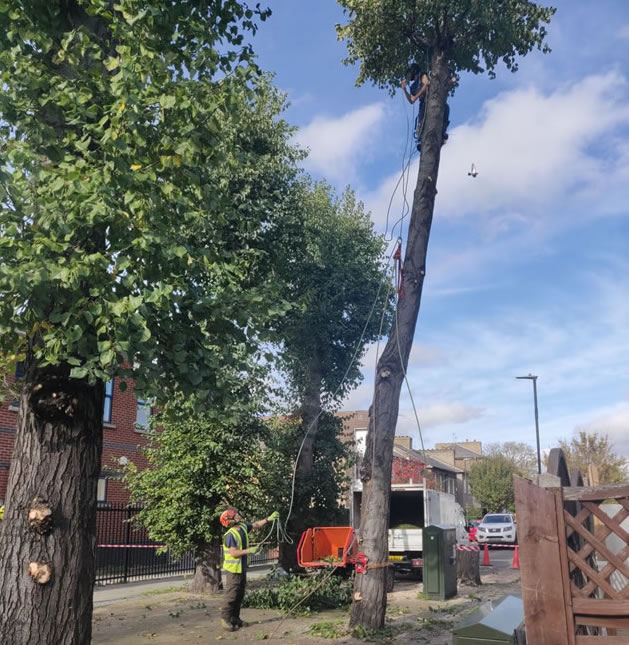 Tree being felled in South Wimbledon